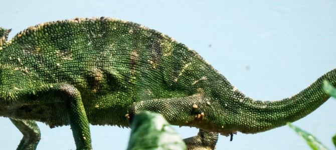 フォルダ移動を3倍速くする【Chameleon Folder】後編 フォルダ移動を3倍速くする【Chameleon Folder】後編